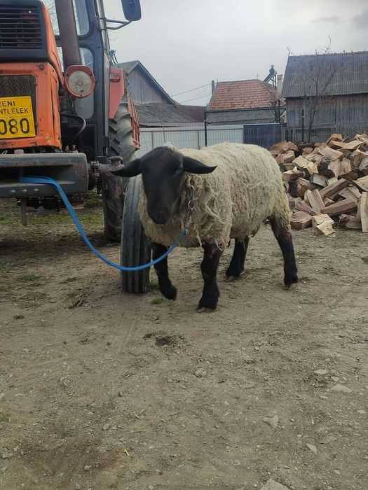 Berbec Suffolk de vînzare !