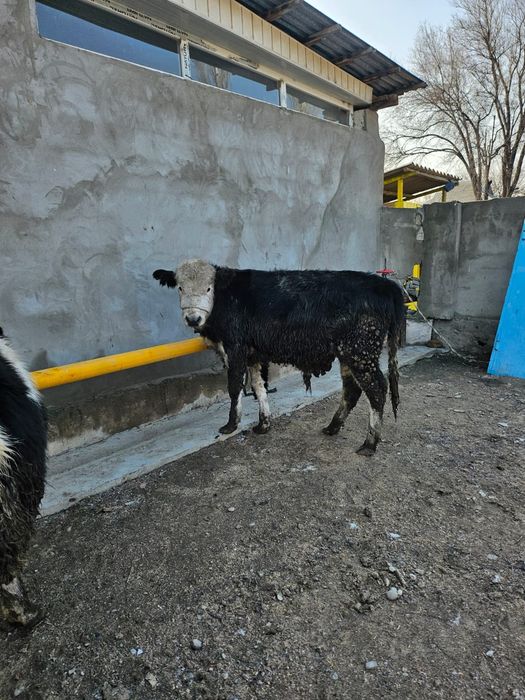 Бычоктар 3бас   .