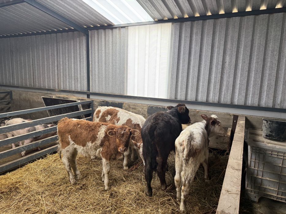 Vitei belga baltata si angus