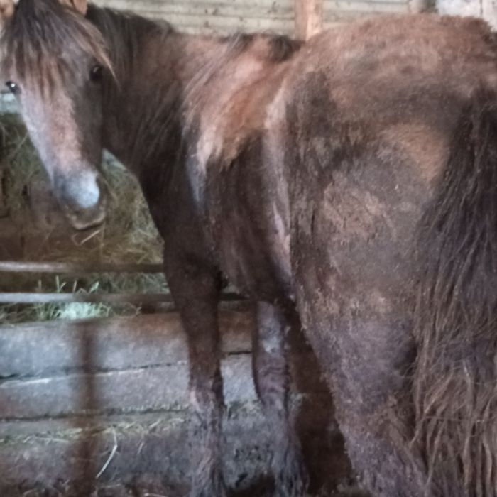 Продам байтал с откорма.