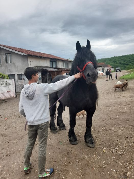 Vând sau schimb  armăsar semi greu  foarte cuminte