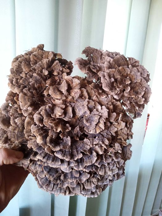 Trametes versicolor-ciuperca medicinala sistem imunitar