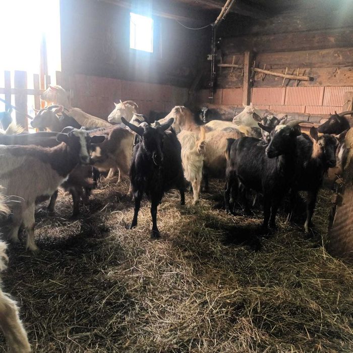 Vând iezi și capre gestante | Pret negociabil