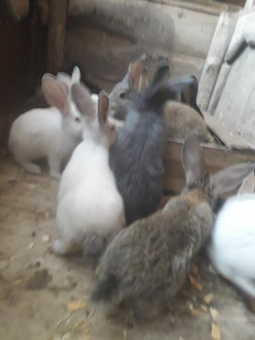 Крольчата 8месяца фландры великаны