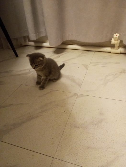 Отдам бесплатно ,,,