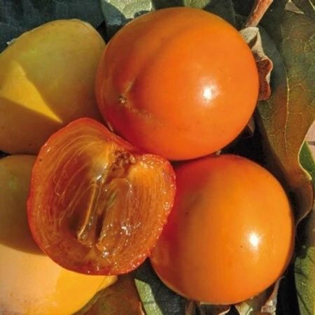 Pomi fructiferi exotici kaki Cioccolatino