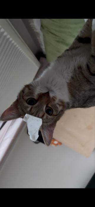 Үйдің мысығы өте ақылды