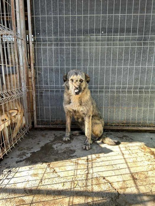 Adopta un caine - un sufletel are nevoie de stapan!