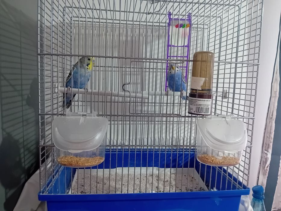 Pereche Perusi  de vânzare