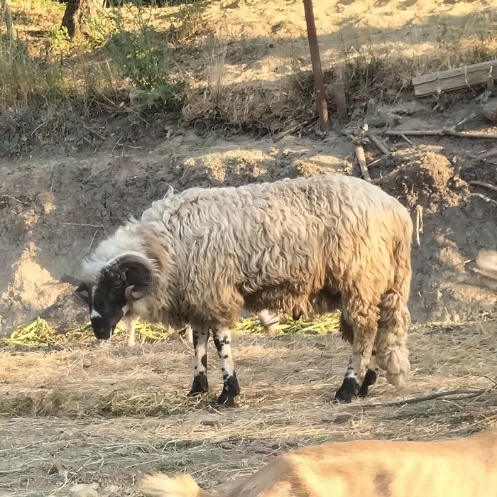Animale domestice
