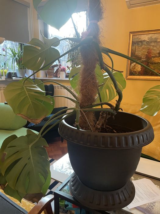 Monstera deliciosa in ghiveci decorativ mare