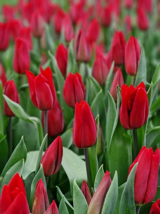 Тюльпаны к 8 марта