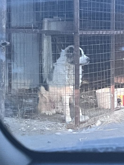 Отдам в добрые руки