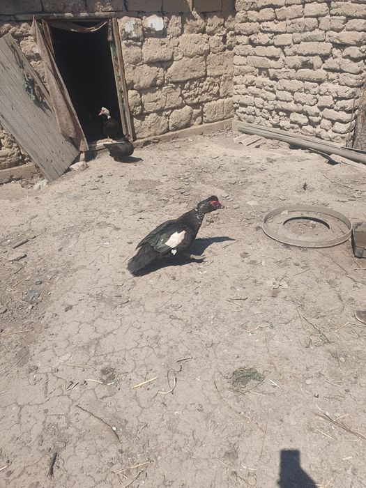 Продам взрослых индоуток