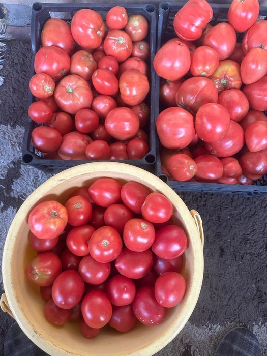 Продам помидоры бычье сердце