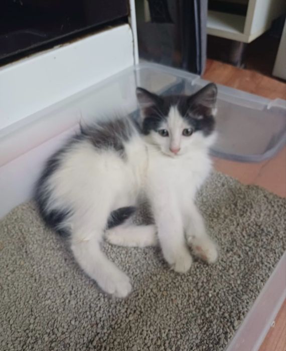 Котенок - мальчик  2 месяца