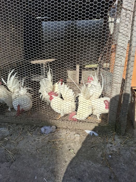 Cocoșei rasa cheabo