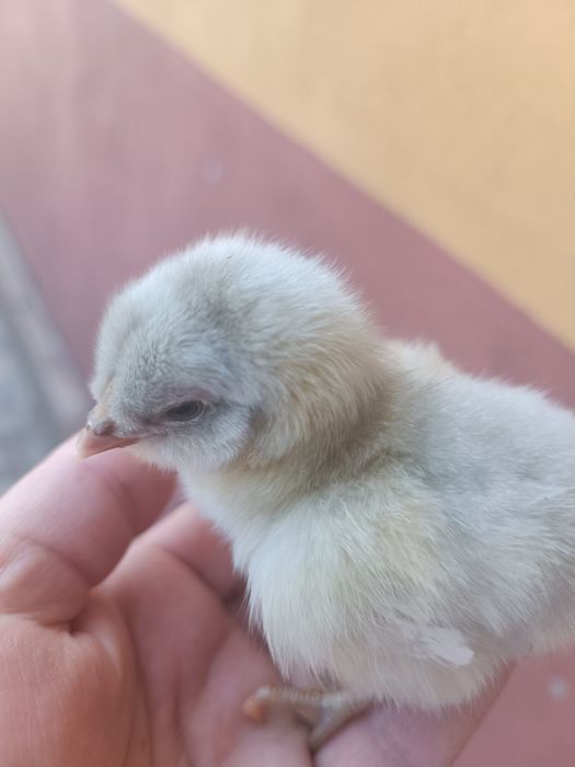 Pui de rasa araucana și ameraucana