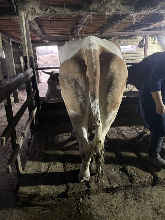 Продаётся корова чистопородной симментальской