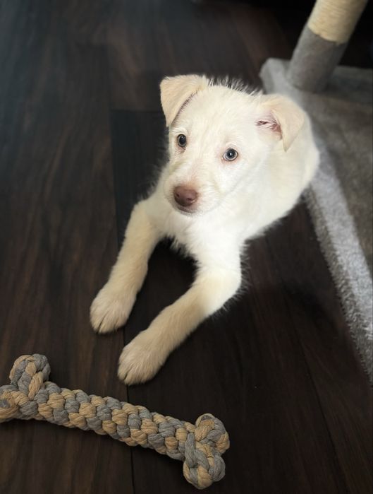 Caine pentru adoptie responsabila