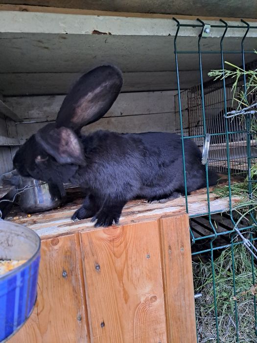 Iepuri UG pereche de 2 luni si mascul negru tatuat de 5 lunii