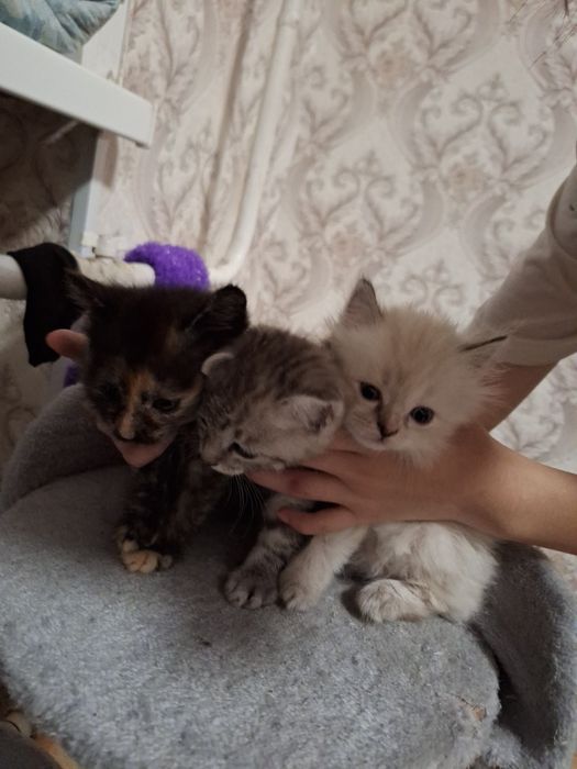Одам котят в добрые руки