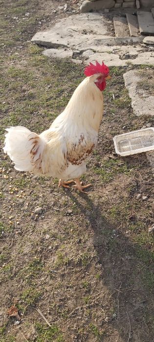 Vand cocosi tineri  din august anul trecut , pentru tinut