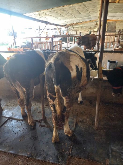 Құнажын сатылады