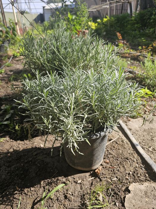 Lavanda ko'chatlari