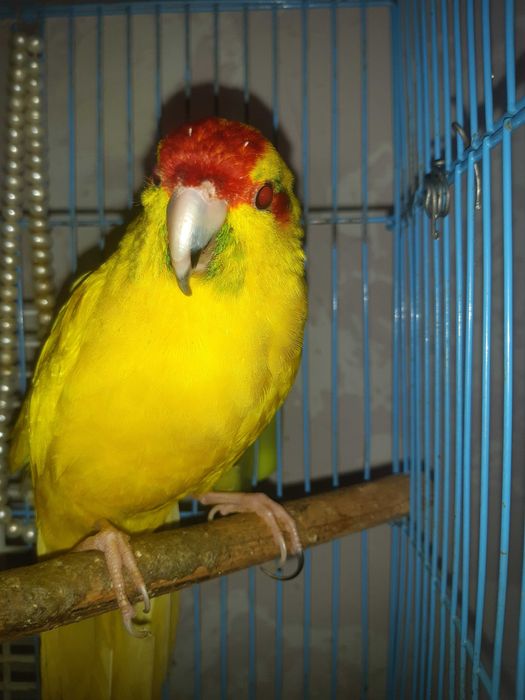 Продам попугая Карелии