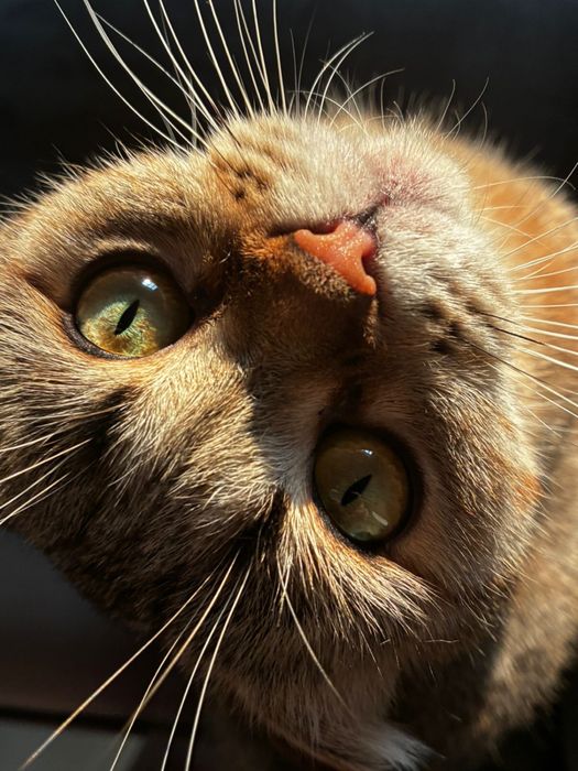 Шотландская кошечка