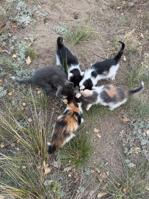 Котята в добрые руки