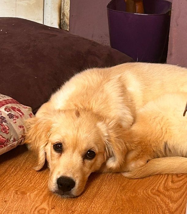 Подарявам женски голдън ретрийвър