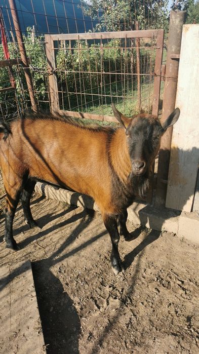 Vind țapi alpin francez țapul este bun de montă și doua iede montate