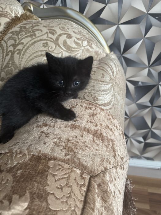 Отдам котят в добрые руки.