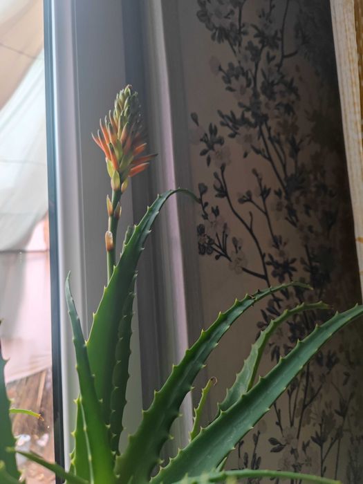 Цветок Алое с бутонами возраст 5 лет