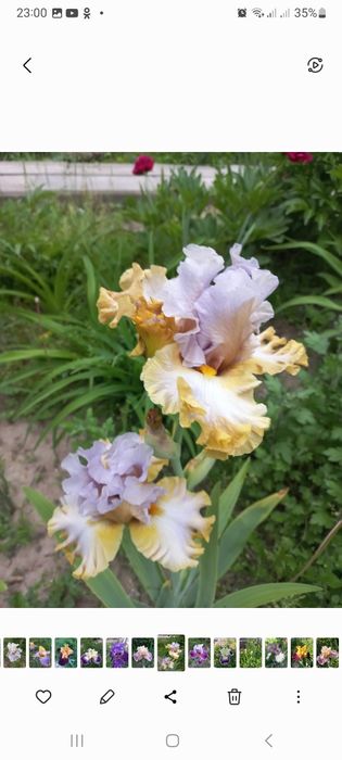 Продам сортовые ирисы