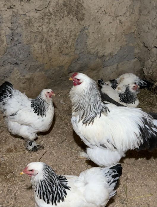 Инкубационные яйца брама