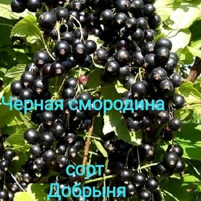 Продам дачу Сад Здоровье Торг