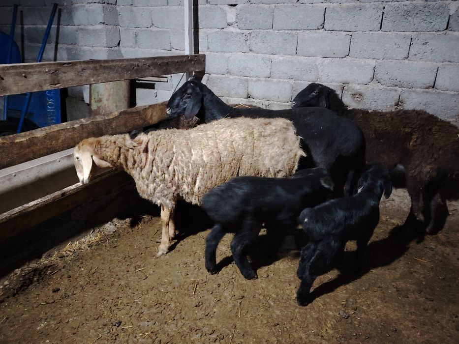 Ona bola qo'ylar sotiladi