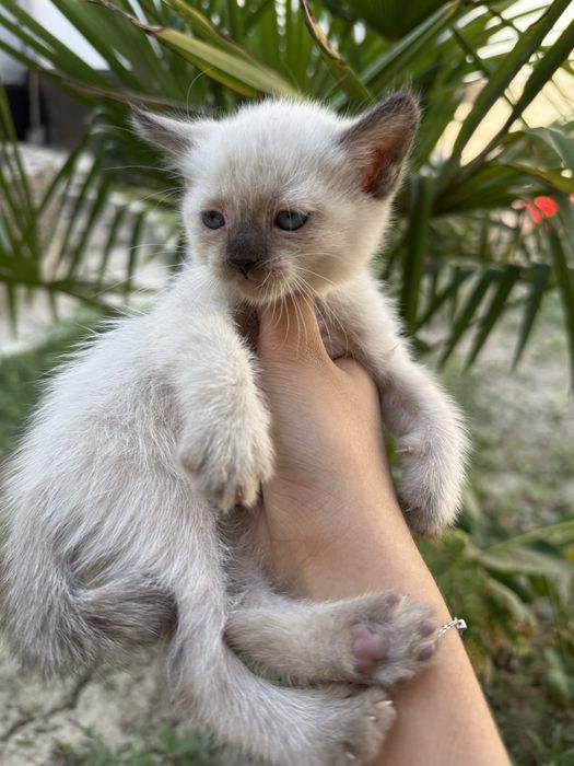 Сиамский котенок