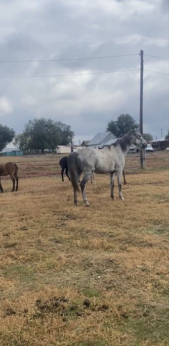 Жеребец  убучен ему будет семь лет