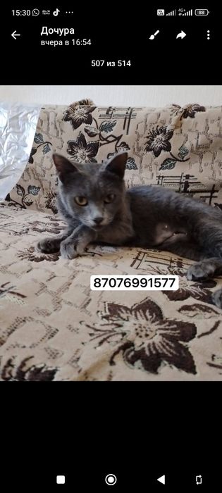 Кошечка в добрые руки