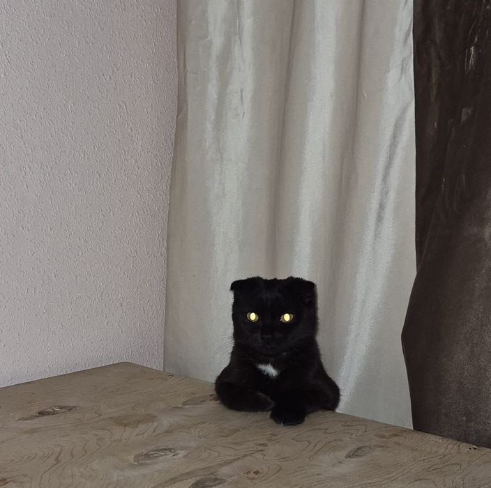 Отдам кошку 8 месяцев