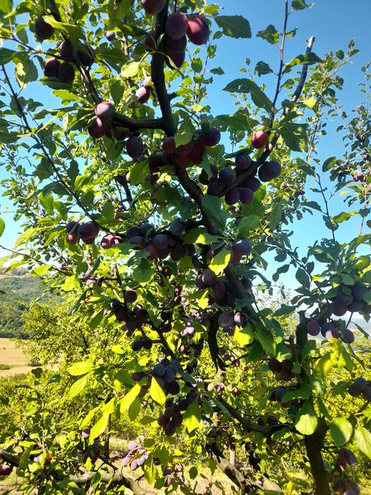 Vând prune bistrite
