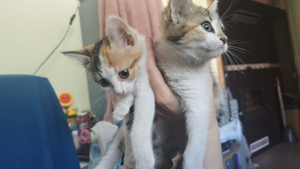 Подарявам котета