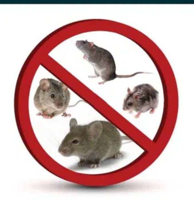 Sichqon Dori Kalamush Dori