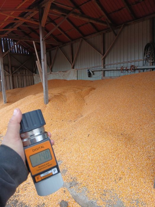 Vand porumb boabe si grauu !