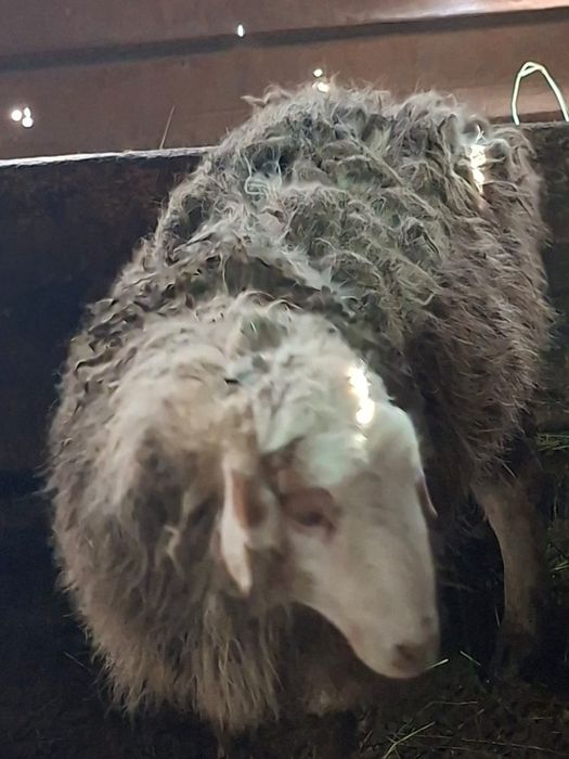 Продаю баранов!!!