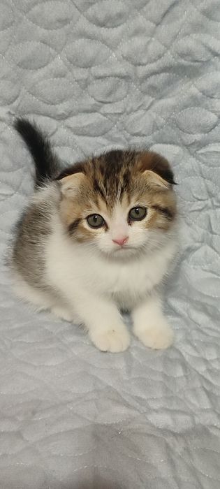 Продаются шотландские вислоухие